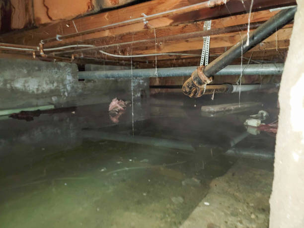 Best Local water damage restoration  in Jackson Center, OH
